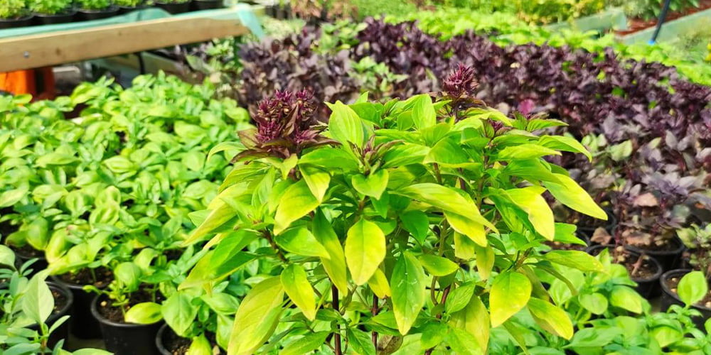 Ghid pentru utilizarea plantelor aromatice