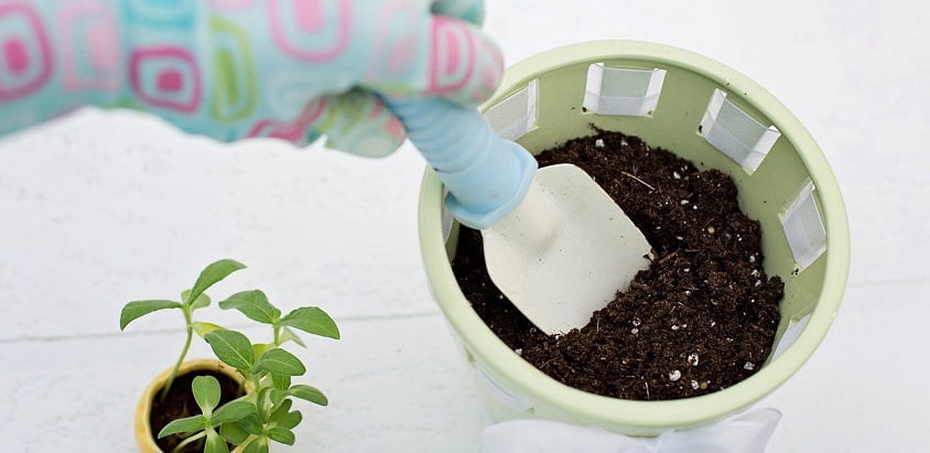 Ponturi utile pentru ingrijirea plantelor aromatice